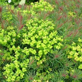 Euphorbia cyparissias Fens Ruby (pryšec chvojka)