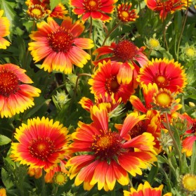 Gaillardia aristata Kobold (kokarda osinatá)