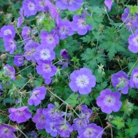 Geranium Rozanne (kakost)
