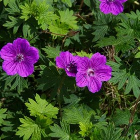 Geranium sanguineum (kakost krvavý)