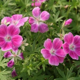 Geranium sanguineum Elke (kakost krvavý)