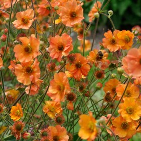 Geum Totally Tangerine (kuklík)