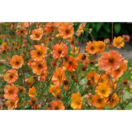 Geum Totally Tangerine (kuklík)