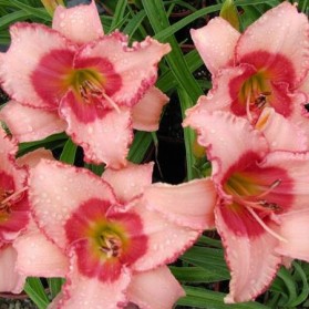 Hemerocallis Strawberry Candy (denivka)