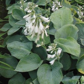 Hosta Elegans (bohyška)
