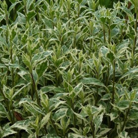 Kalimeris yomena Shogun (japonská astra)