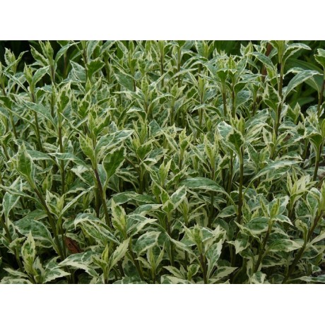 Kalimeris yomena Shogun (japonská astra)