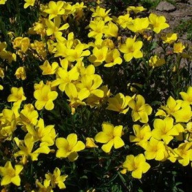 Linum flavum Compactum (len žlutý)