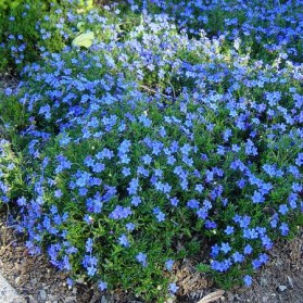 Lithodora diffusa Grace Ward (kamejka)