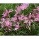 Lychnis flos - cuculi Nana (kohoutek)