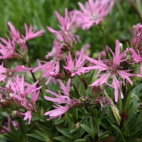 Lychnis flos - cuculi Nana (kohoutek)