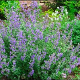 Nepeta faassenii Six Hills Giant (šanta kočičí)