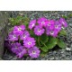 Primula hirsuta (prvosenka)