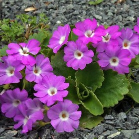 Primula hirsuta (prvosenka)