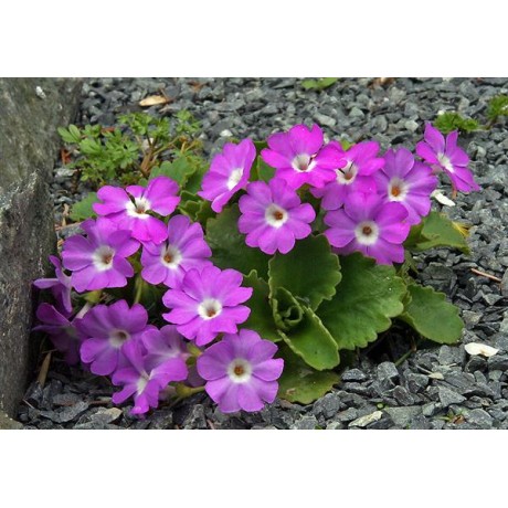 Primula hirsuta (prvosenka)