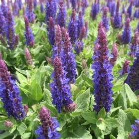 Salvia nemorosa Sensation Deep Blue (šalvěj hajní)