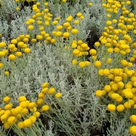 Santolina chamaecyparissus (svatolina)