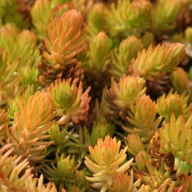 Sedum reflexum Angelina (rozchodník)