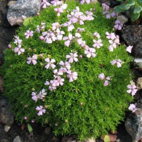 Silene acaulis (silenka)