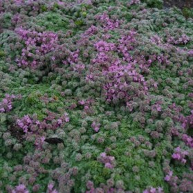 Thymus praecox Minor (mateřídouška)