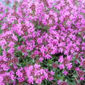 Thymus praecox Red Carpet (mateřídouška obecná)