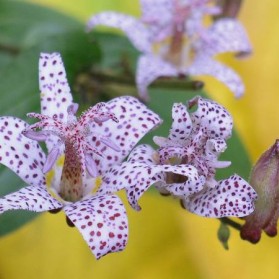 Tricyrtis hirta (hadí lilie)