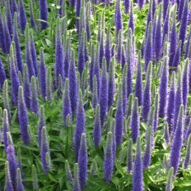 Veronica spicata Bibi (rozrazil klasnatý)