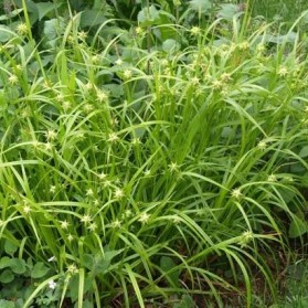 Carex grayi (ostřice Grayova)