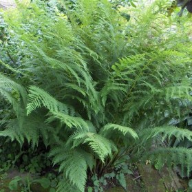 Athyrium filix–femina (papratka samičí)