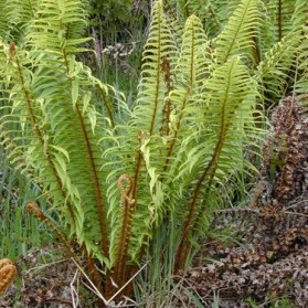 Dryopteris wallichiana (kapraď)