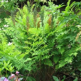 Osmunda regalis (podezdřeň královská)