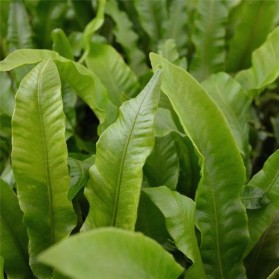 Phyllitis scolopendrium (jelení jazyk)