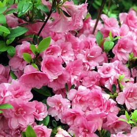 Azalea japonica Rosebud (japonská azalka)