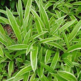 Carex siderosticha Variegata (ostřice)