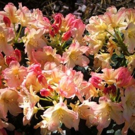 Rhododendron Percy Wiseman (pěnišník velkokvětý)