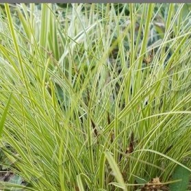 Carex montana Raureif (ostřice horská)