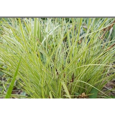 Carex montana Raureif (ostřice horská)