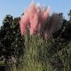 Cortaderia selloana Rosea (kortaderie)