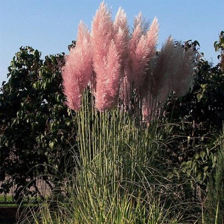 Cortaderia selloana Rosea (kortaderie)