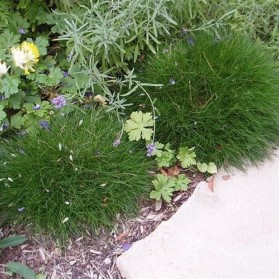 Festuca gautieri Pic Carlit (kostřava)