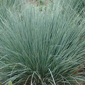 Helictotrichon sempervirens (ovsíř stálezelený)