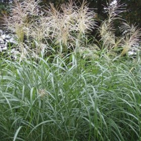Miscanthus sinensis Silberfeder (ozdobnice čínská)
