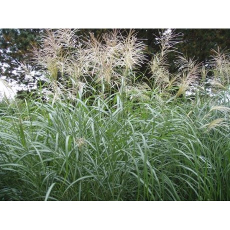 Miscanthus sinensis Silberfeder (ozdobnice čínská)