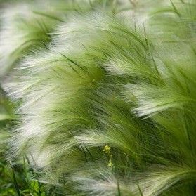 Stipa tenuissima Pony Tails (kavyl)