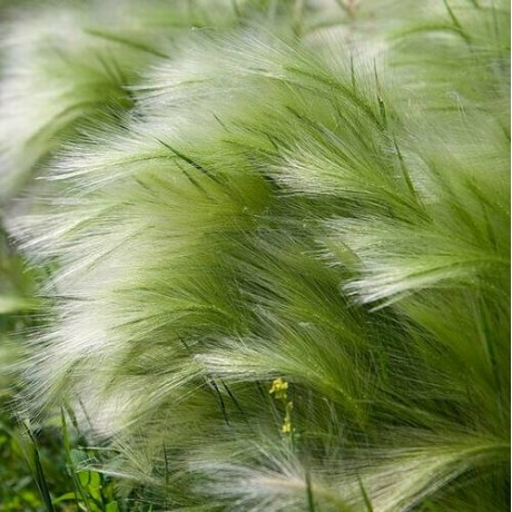 Stipa tenuissima Pony Tails (kavyl)