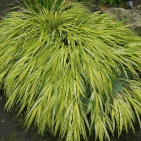 Hakonechloa macra Aureola (rákosovka japonská)