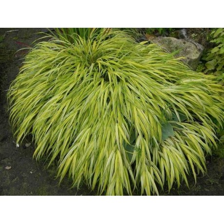 Hakonechloa macra Aureola (rákosovka japonská)