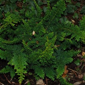 Chamaecyparis obtusa Teddy Bear (cypřišek tupolistý)