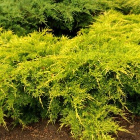 Juniperus media Old Gold (jalovec prostřední)