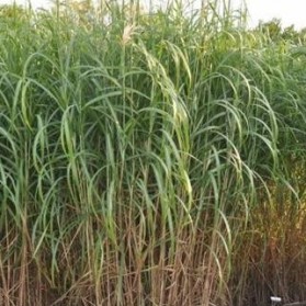 Miscanthus japonicus Giganteus (ozdobnice čínská)